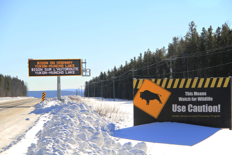 Bison warning signs on the Alaska Highway
