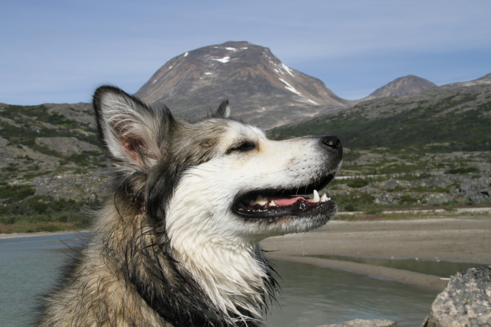 Our sheltie cross Bella in the White Pass