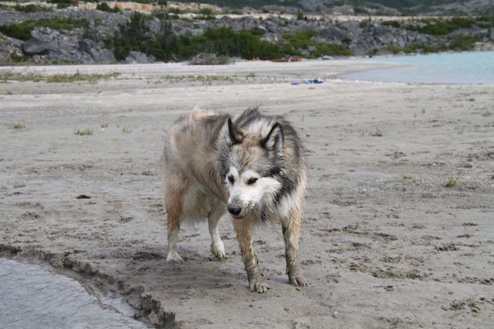 Sandy puppy!