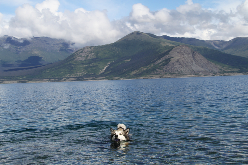 Sheltie cross Bella swimming in Kluane Lake, Yukon
