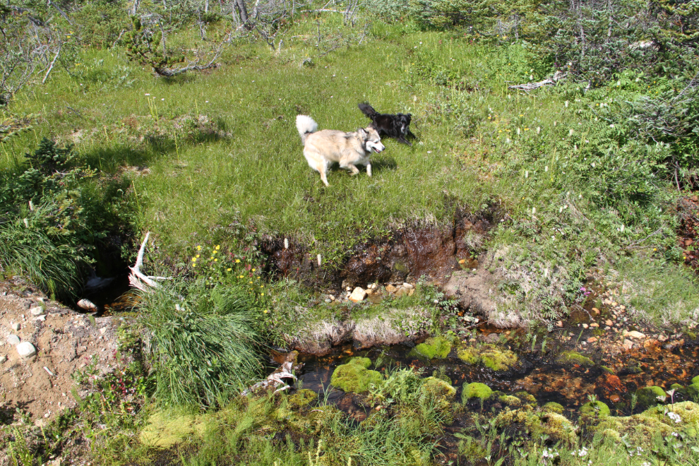Dogs playing on the Bryant Lake trail, South Klondike Highway