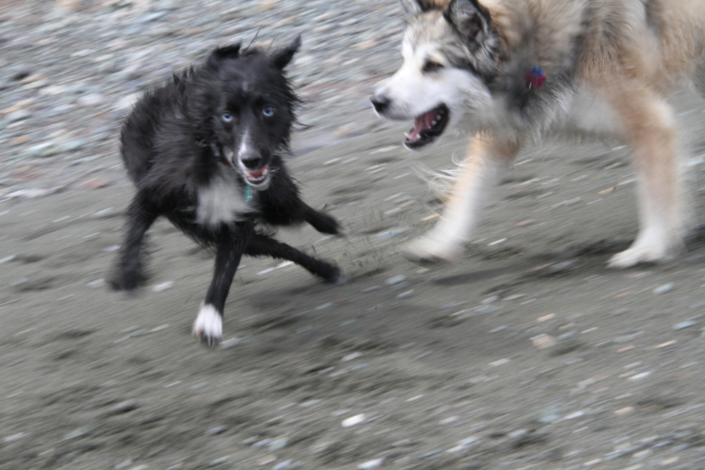 Dogs playing on the beach at Kluane Lake, Yukon