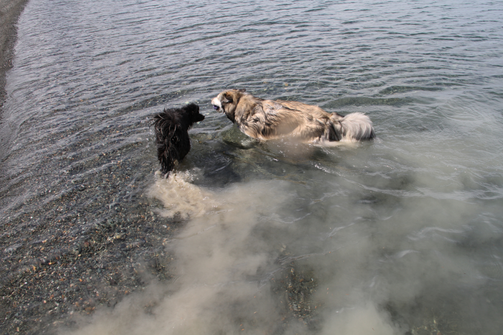 Washing off muddy dogs in Kluane Lake, Yukon