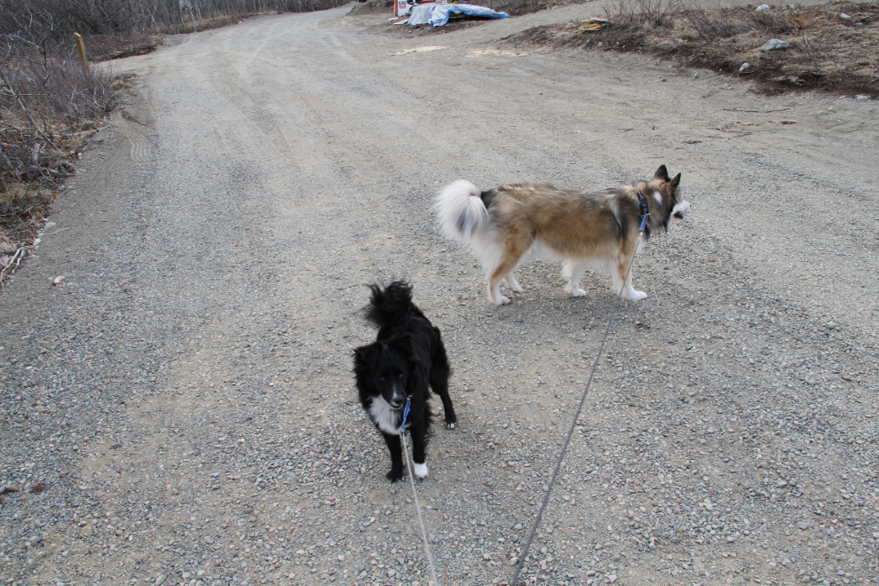 Dogs at Conrad, Yukon