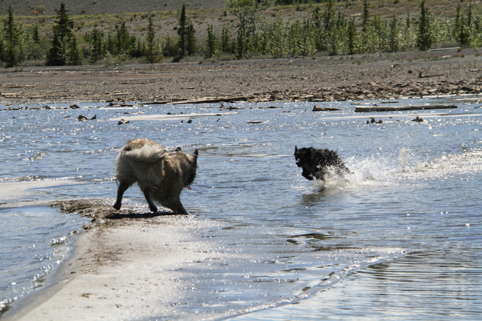My puppies Bella and Tucker at Kluane Lake, Yukon