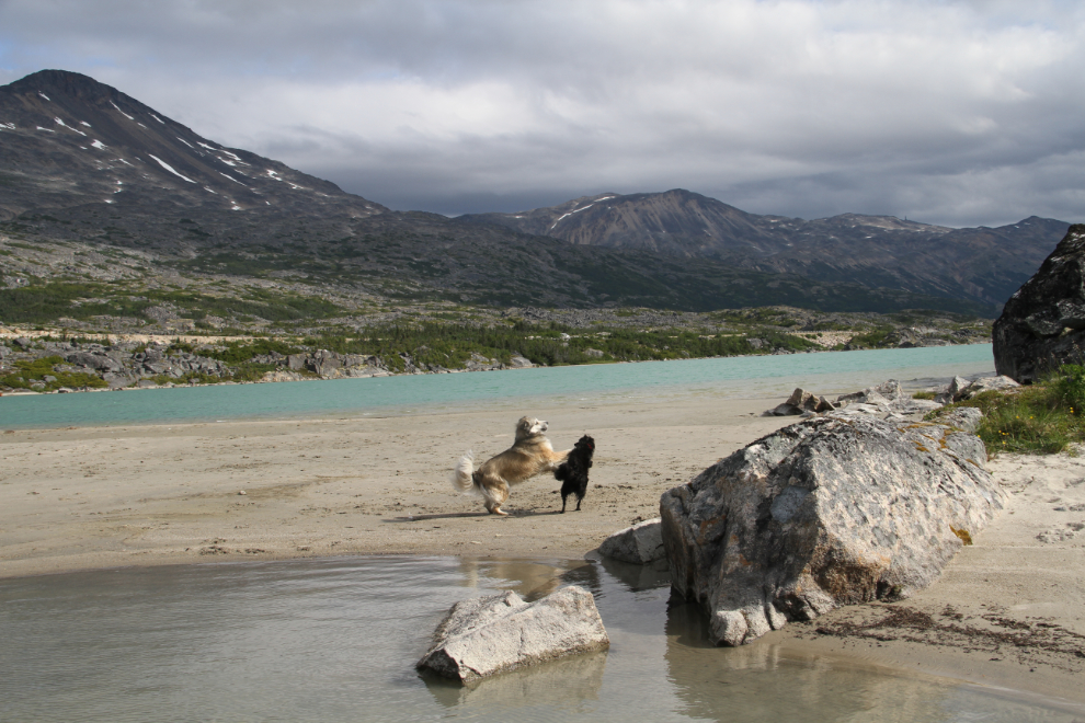 Dogs playing on the beach at Summit Lake, BC