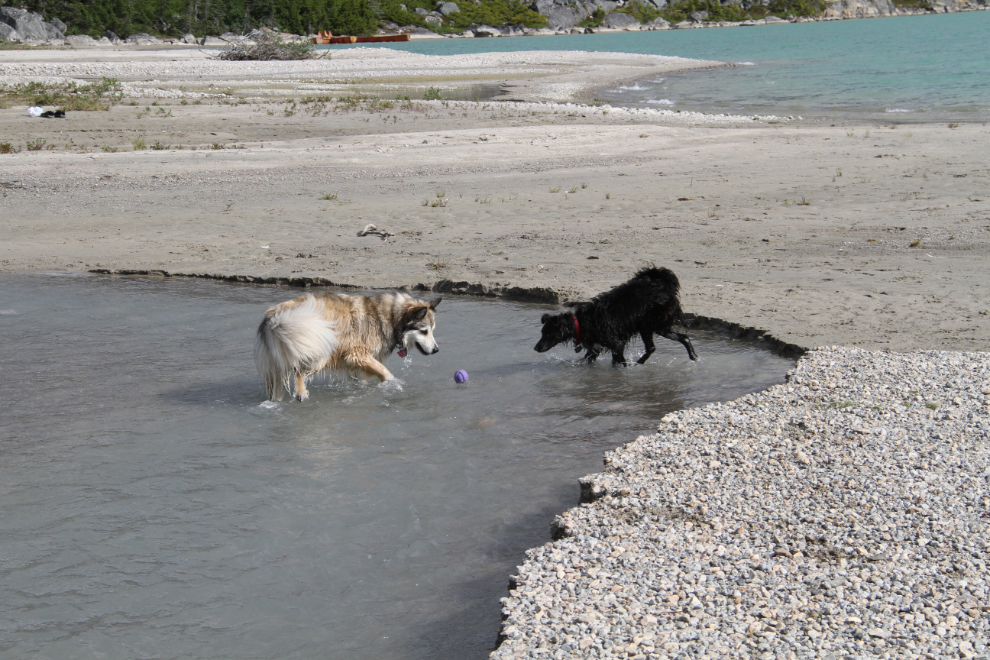 Dogs Bella and Tucker playing with a ball in Summit Creek