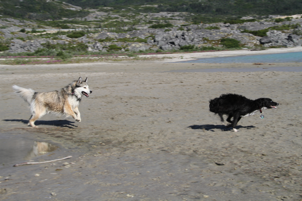 Dogs playing on the beach at Summit Lake