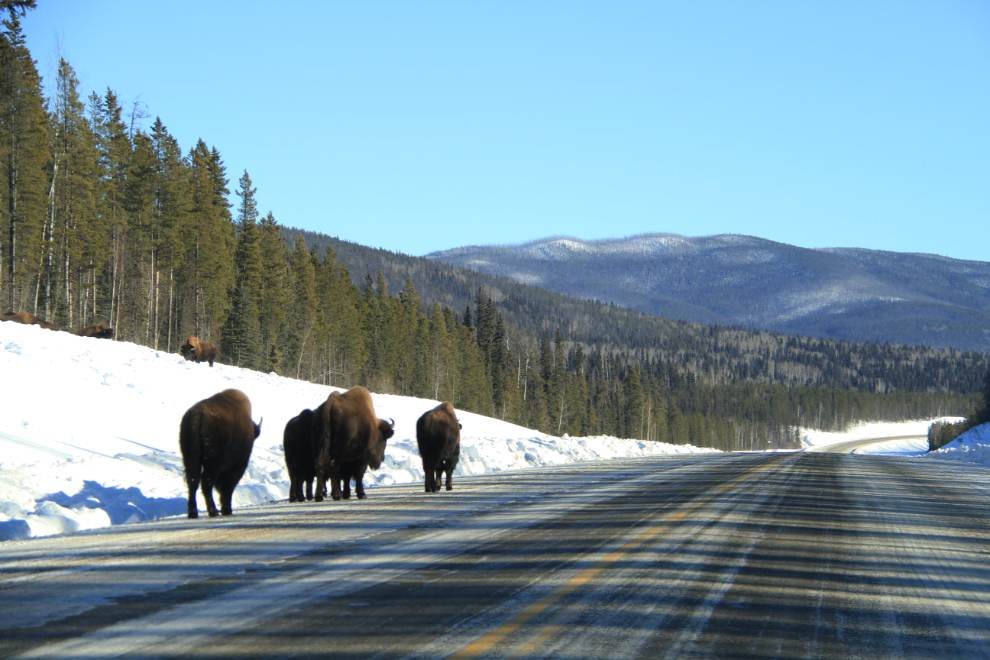 Bison along the Alaska Highway