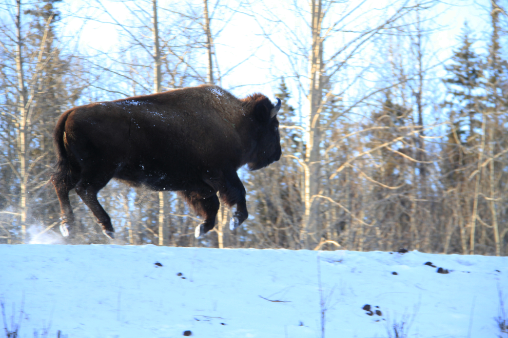 A levitating bison along the Alaska Highway