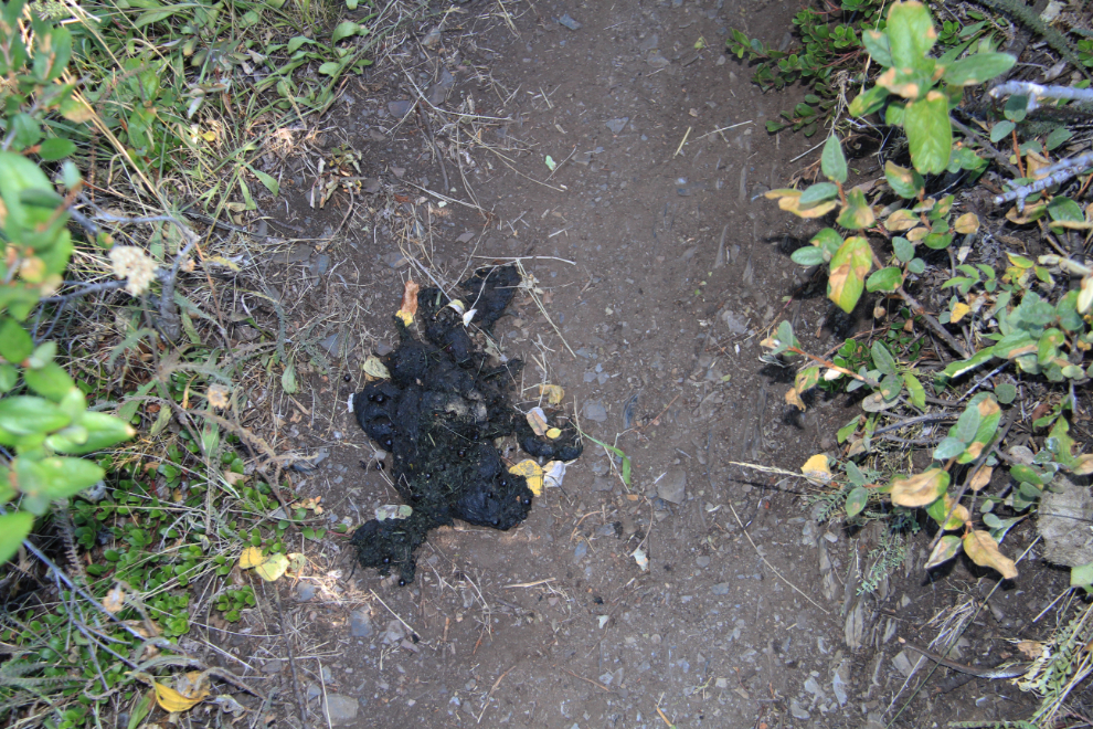 Grizzly scat on the Caribou Ridge trail, Yukon