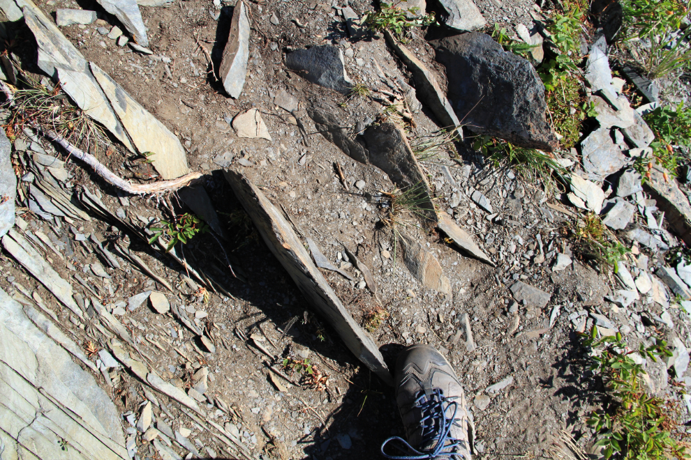 Shale on the Caribou Mountain trail, Yukon