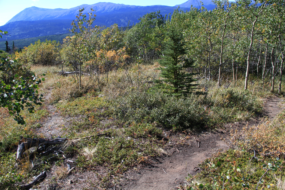 Caribou Mountain trail, Yukon