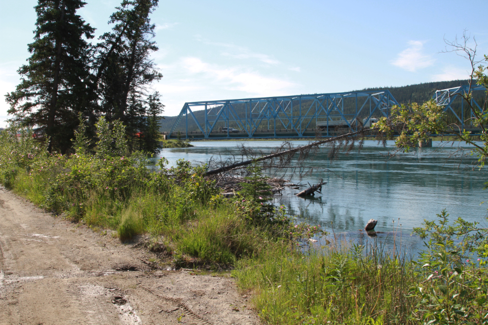 High water on the Yukon River has even damaged a beaver lodge