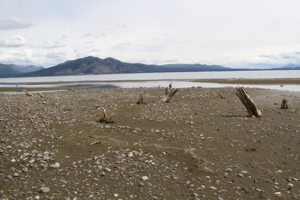 Old posts on the beach along Kluane Lake, Yukon