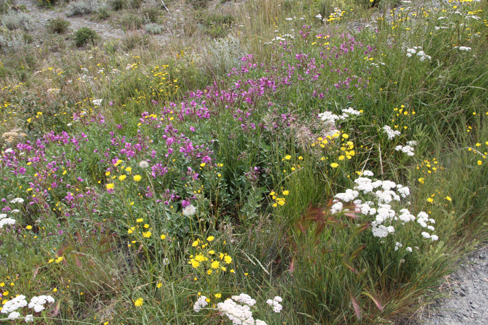 Wildflowers along the Alaska Highway