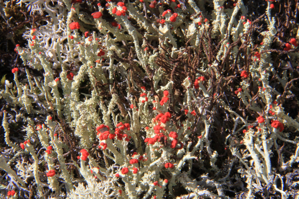 British soldier lichen, Cladonia cristatella, in the White Pass, Alaska