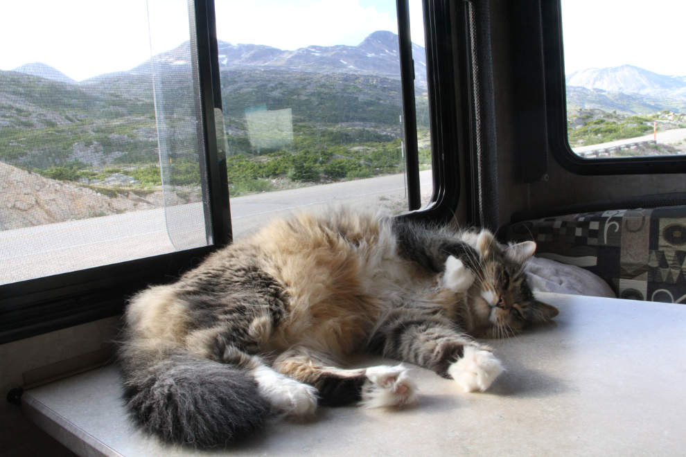 Our cat Molly in the RV