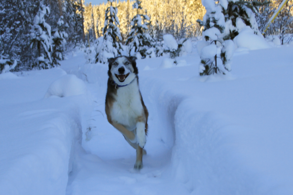 A husky racetrack around our property