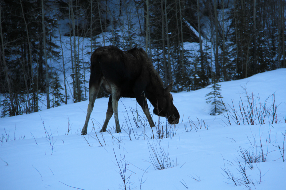 Moose along the Alaska Highway