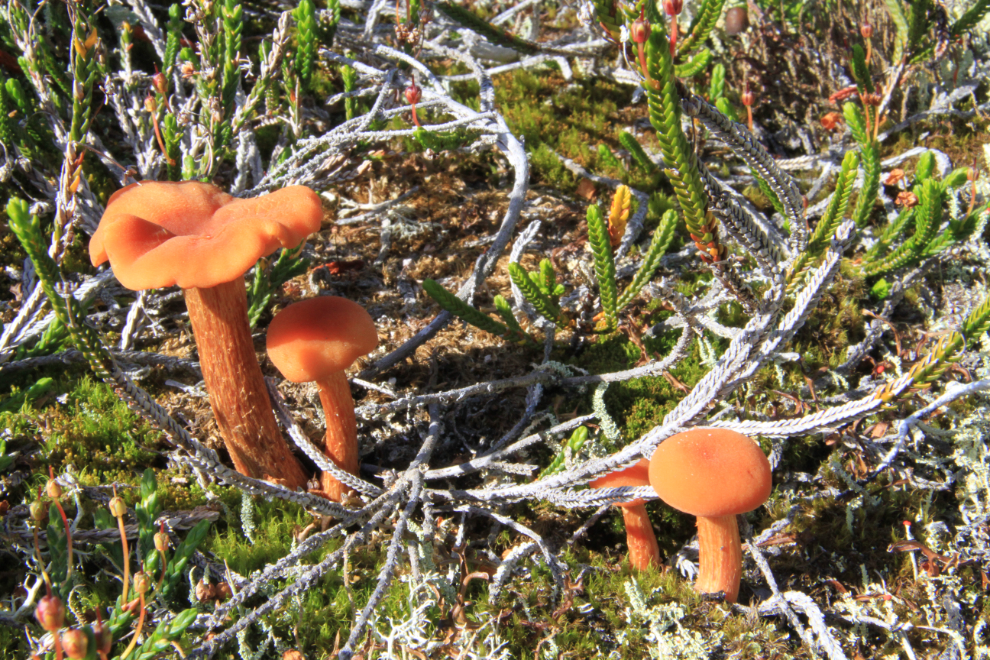 Mushrooms in the White Pass, Alaska