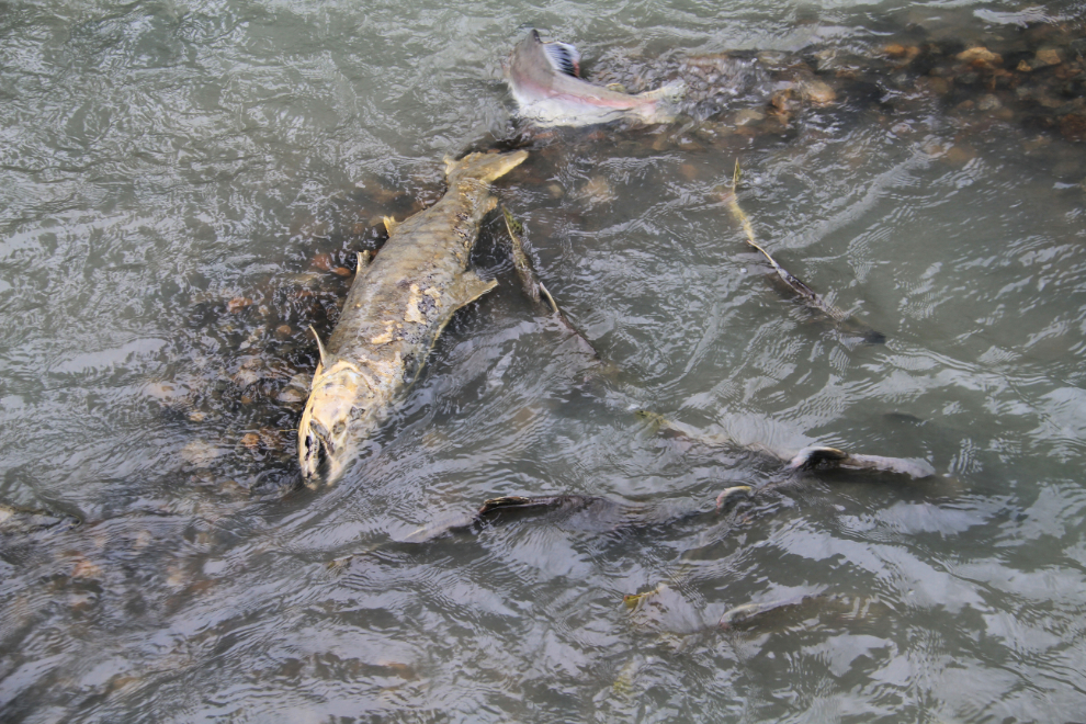 Spawning salmon in Pullen Creek, Skagway, Alaska