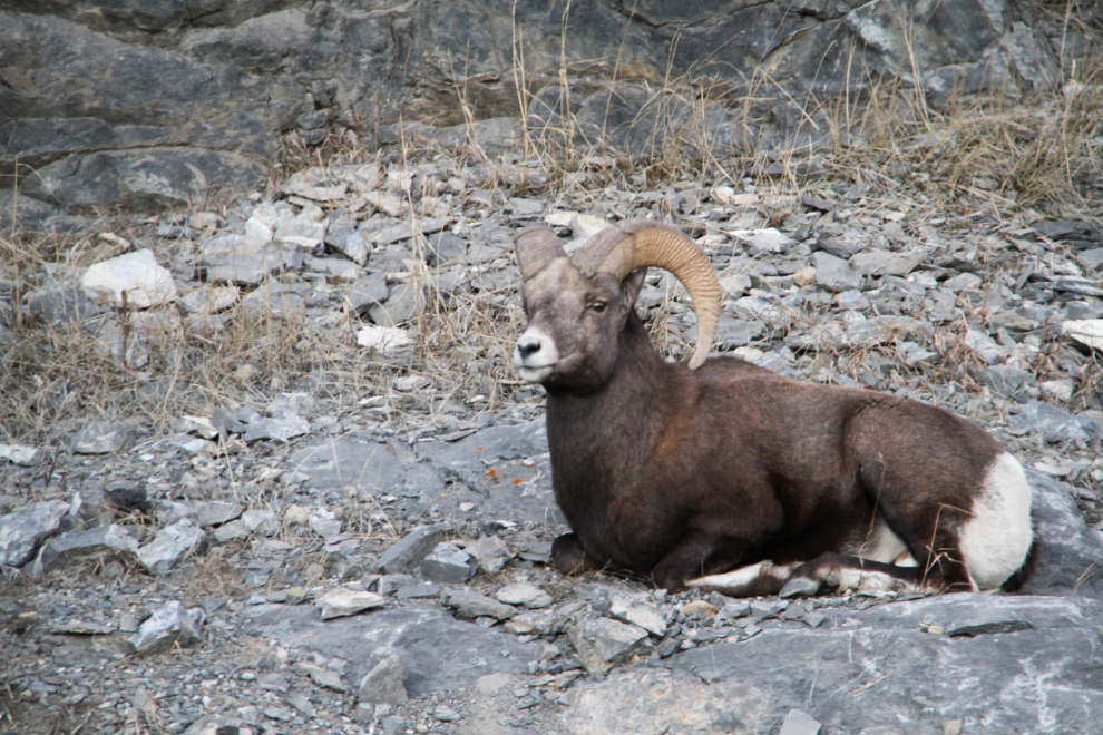 Rocky Mountain Bighorn Sheep ram (Ovis canadensis)
