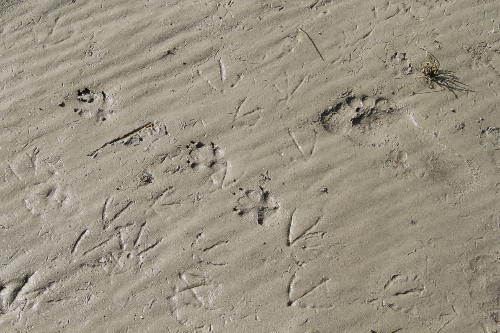 A multi-use Northern beach - sandpipers, gulls, a dog and a barefoot person.