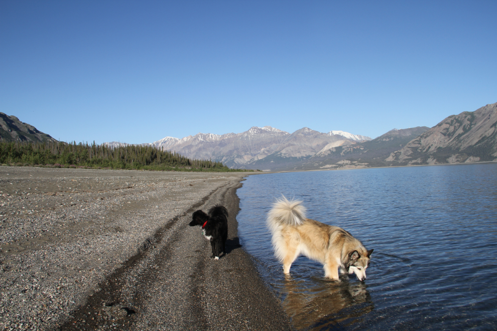 Dogs playing on the much-larger beach at Kluane Lake