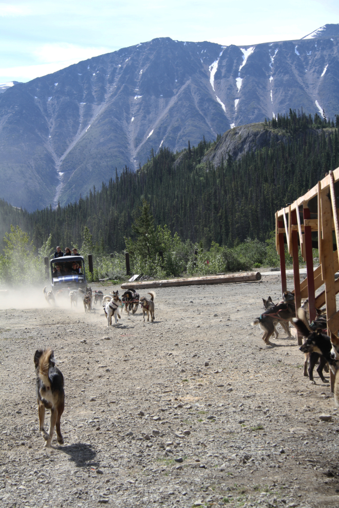 Husky cart ride at Tutshi Sled Dog Tours, Yukon