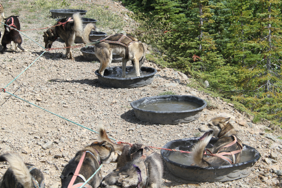 Huskies cooling off at Tutshi Sled Dog Tours, Yukon