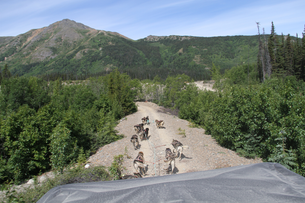 Husky cart ride at Tutshi Sled Dog Tours, Yukon
