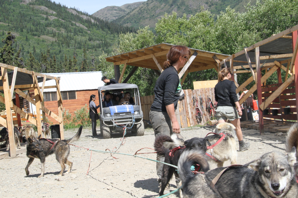 Tutshi Sled Dog Tours, Yukon