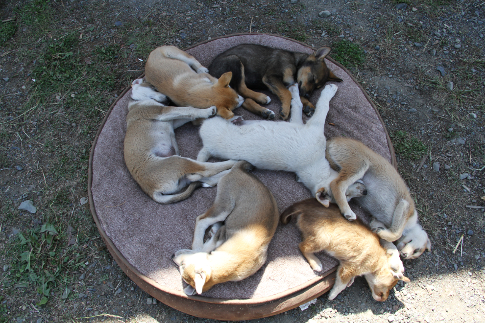Husky puppies at Tutshi Sled Dog Tours, Yukon