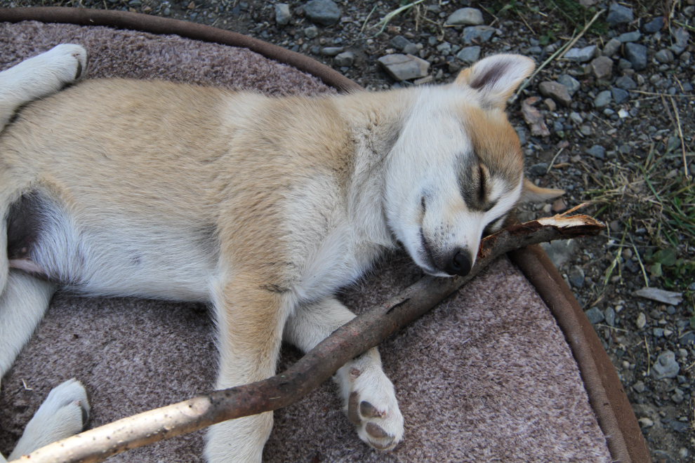 Husky puppy at Tutshi Sled Dog Tours, Yukon