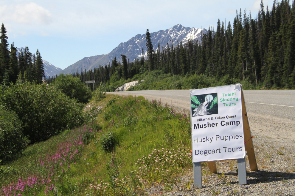 Tutshi Sled Dog Tours, Yukon