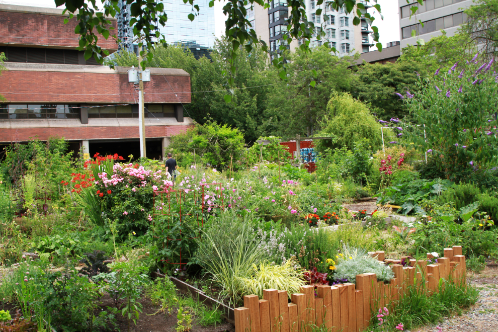 Community Garden on Davie Street, Vancouver