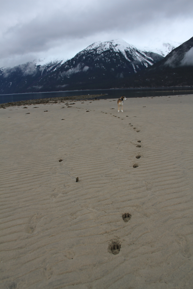 A sandy beach at Skagway, Alaska