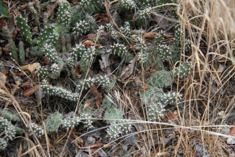 Cactus at Lillooet, BC