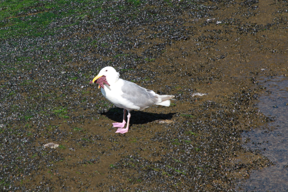 A gull with a little starfish