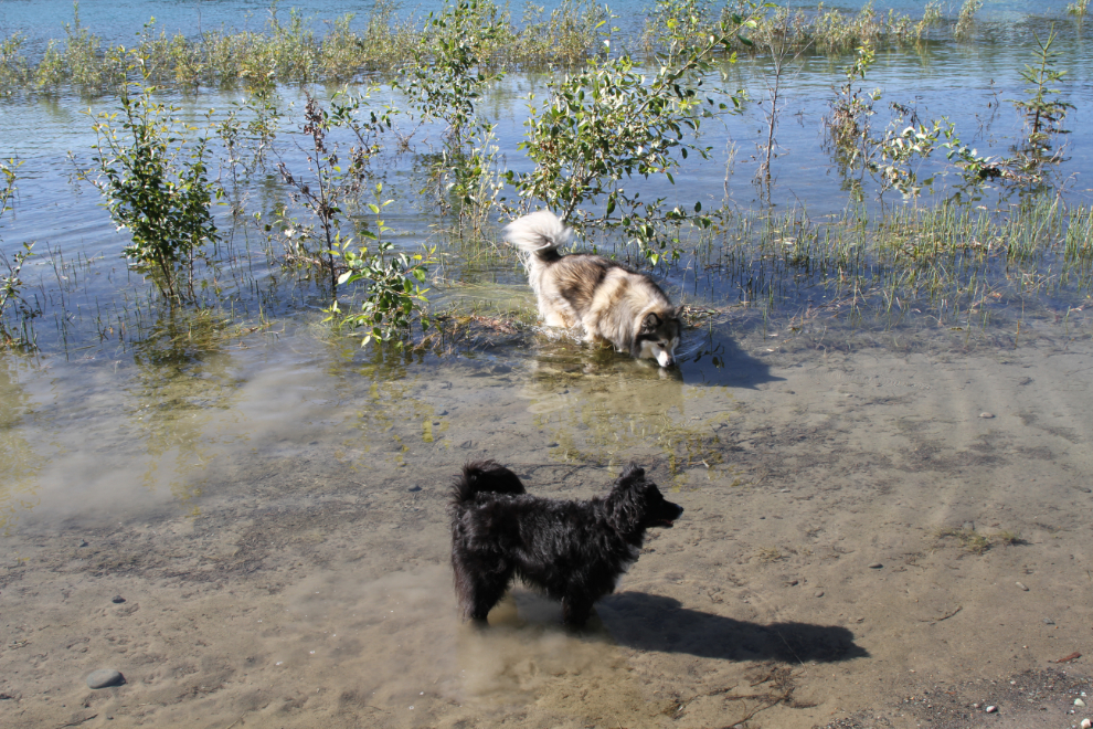 My dogs playing on a flooded road along the Yukon River