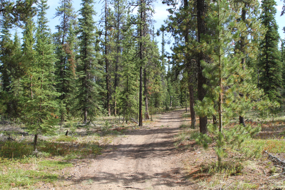 The Dam Road bike trail near Mary Lake, Whitehorse, Yukon