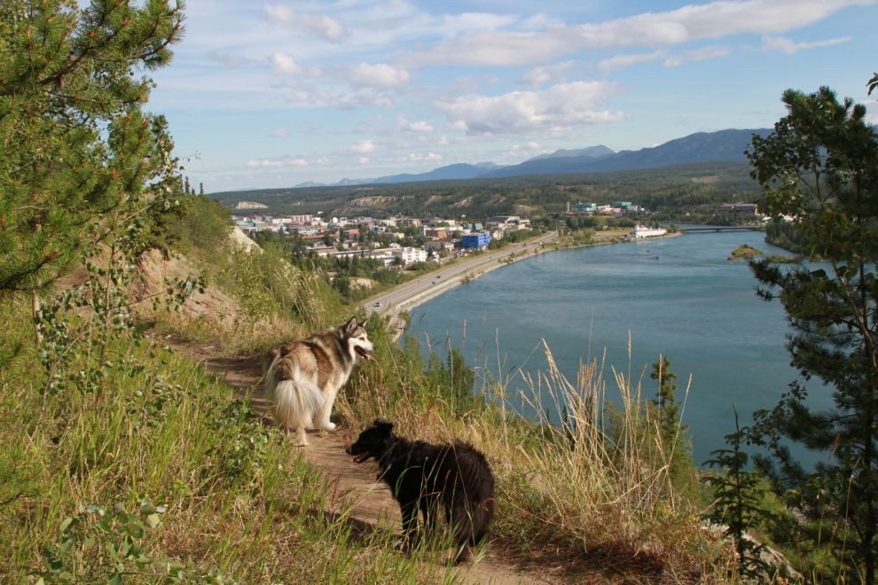 Walking my dogs on the Whitehorse airport trail