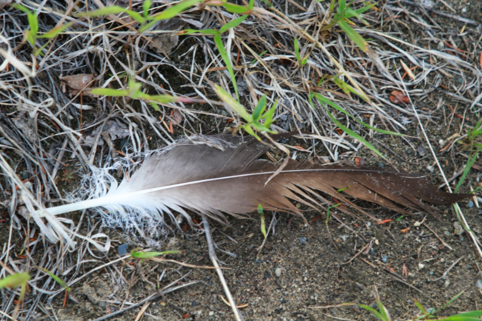 Bald eagle feather at the Whitehorse airport