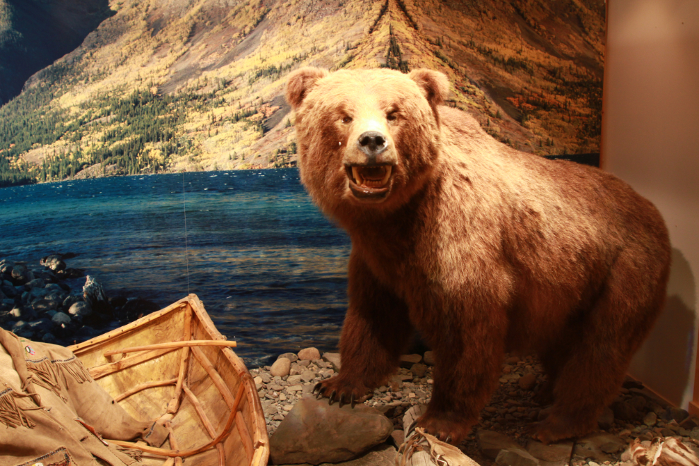 A grizzly bear at the George Johnston Museum in Teslin, Yukon