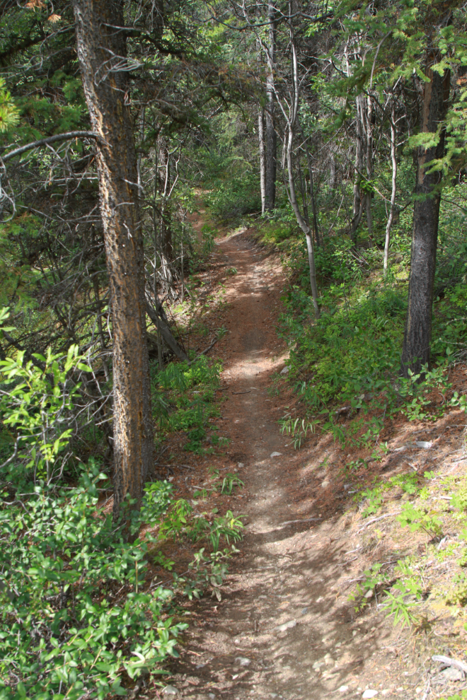 The Hawk Ridge hiking/biking trail in the Whitehorse Copper Belt