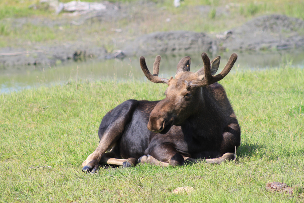 Moose at the Alaska Wildlife Conservation Center