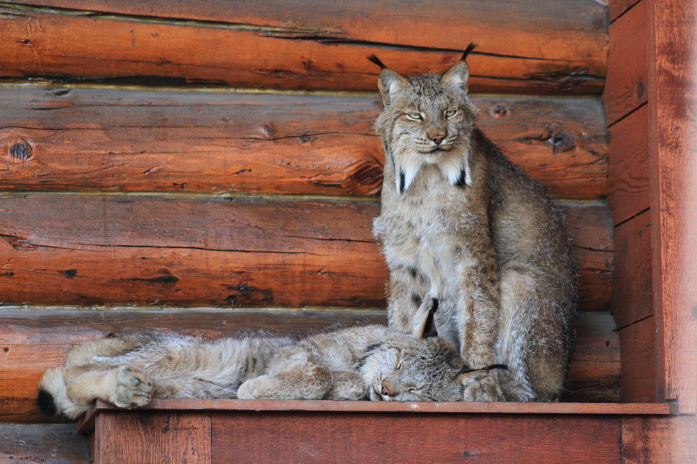 Orphaned lynx at the Alaska Wildlife Conservation Center