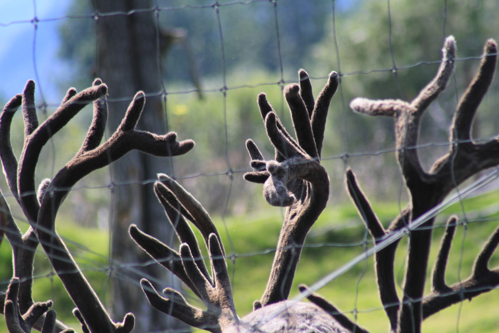 A forest of caribou antlers in velvet.