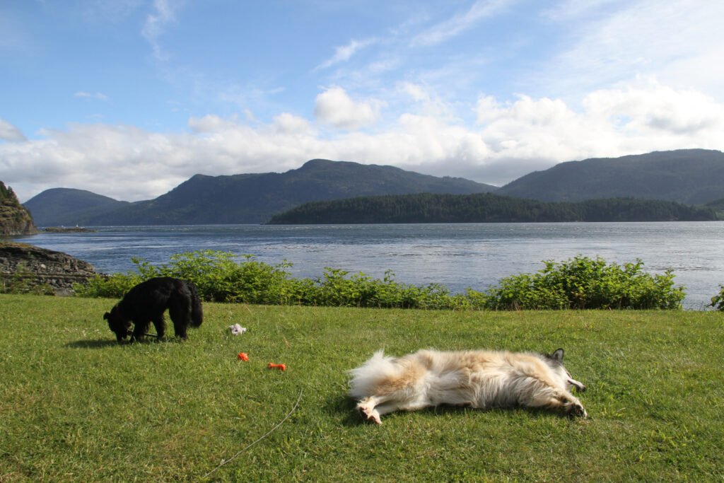 My dogs Bella and Tucker relaxing at the Ripple Rock RV Park, BC